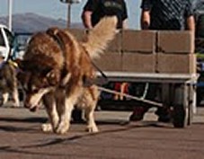 IWPA Weight Pull
