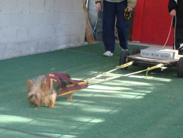 IWPA Weight Pull