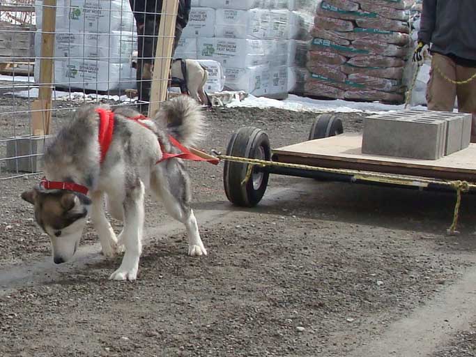IWPA Weight Pull