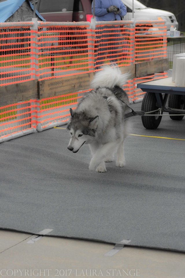 IWPA Weight Pull