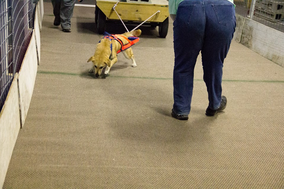 IWPA Weight Pull