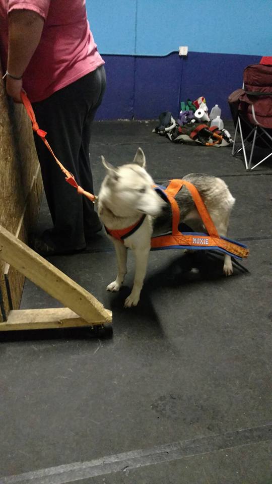 IWPA Weight Pull
