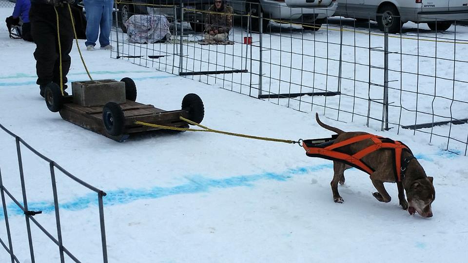 IWPA Weight Pull