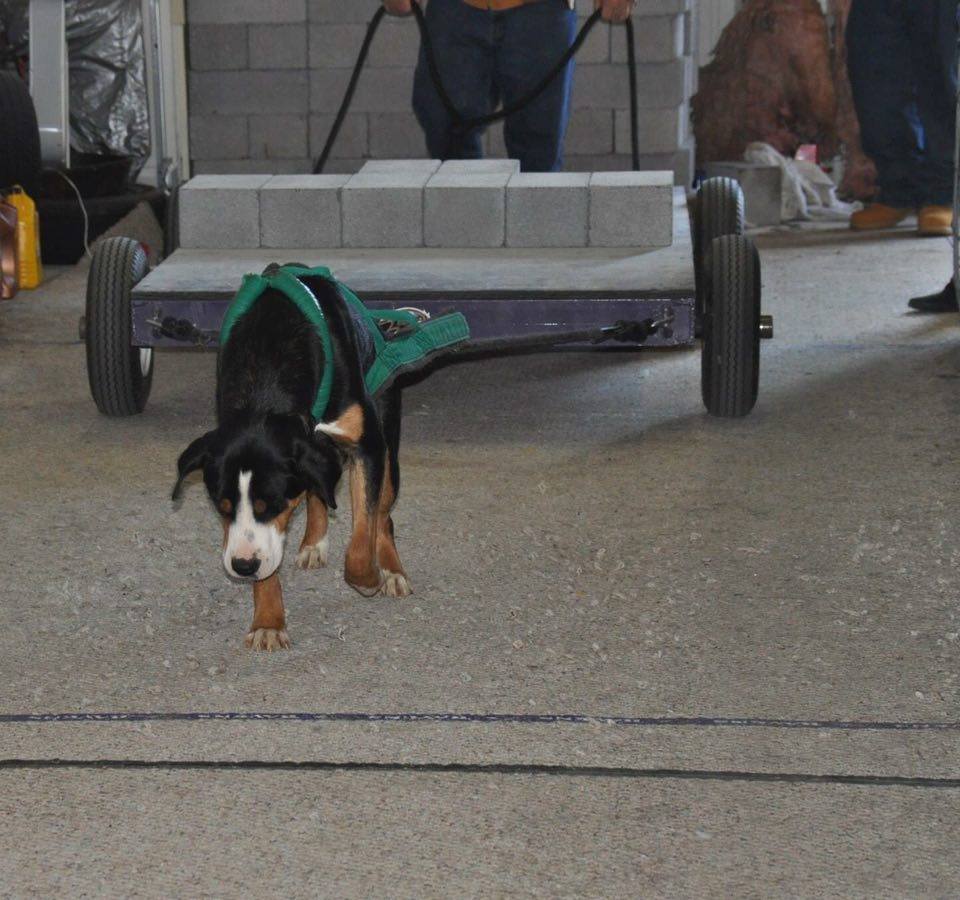 IWPA Weight Pull