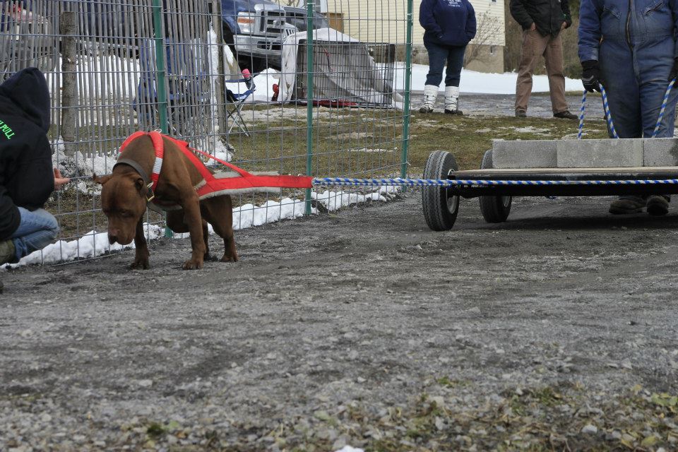 IWPA Weight Pull