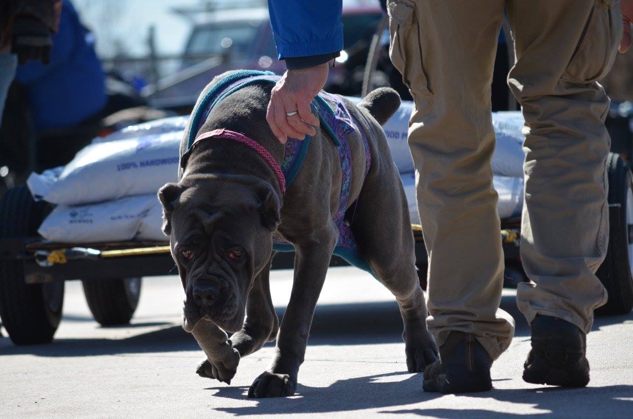 IWPA Weight Pull