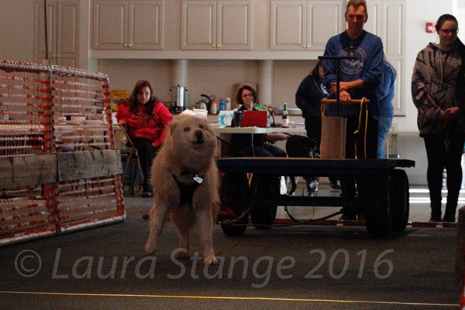 IWPA Weight Pull