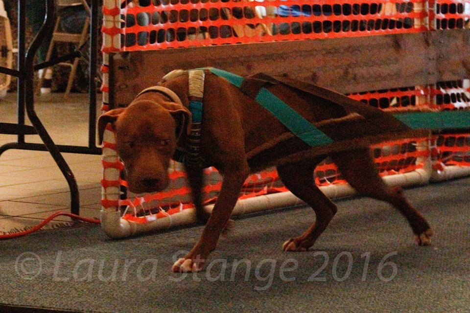 IWPA Weight Pull
