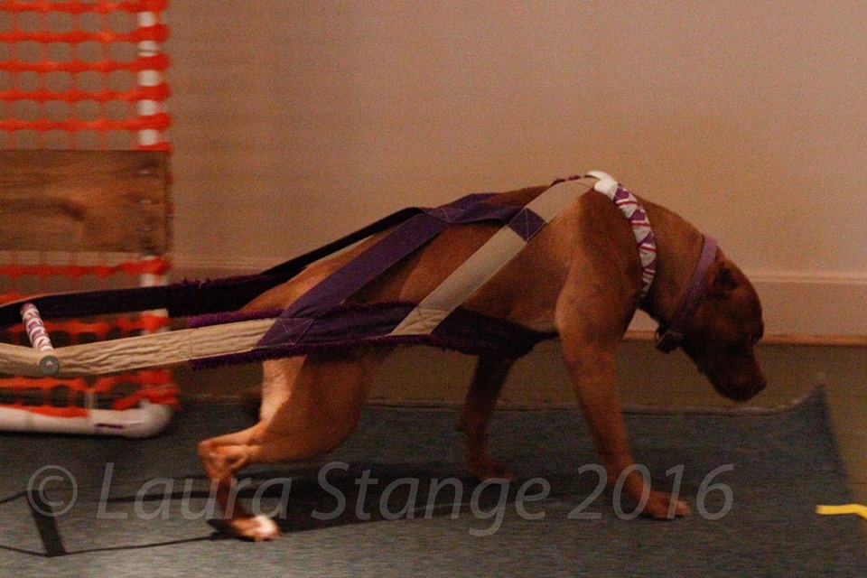 IWPA Weight Pull