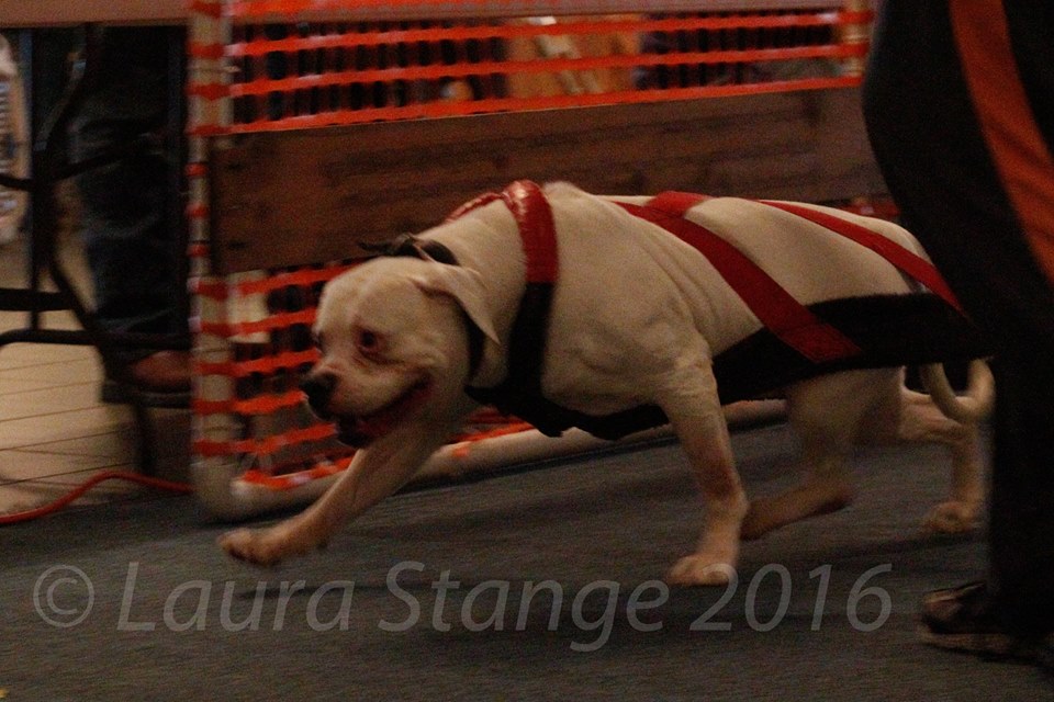 IWPA Weight Pull