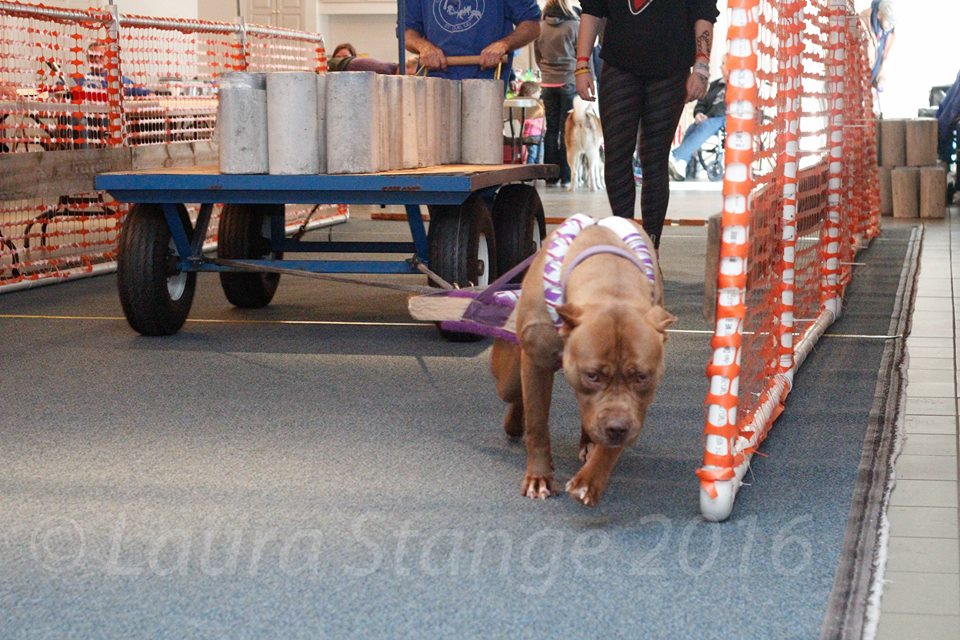 IWPA Weight Pull