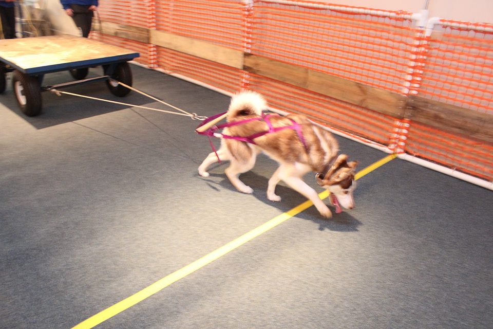 IWPA Weight Pull