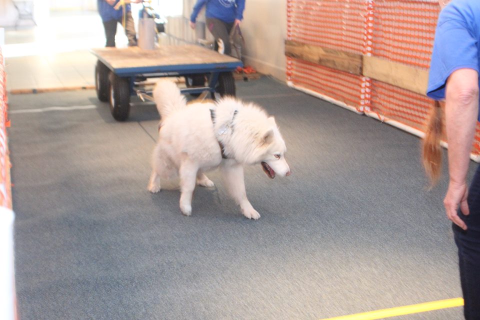 IWPA Weight Pull