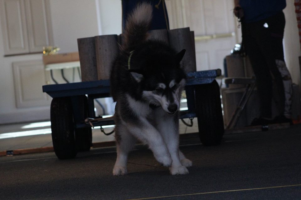 IWPA Weight Pull