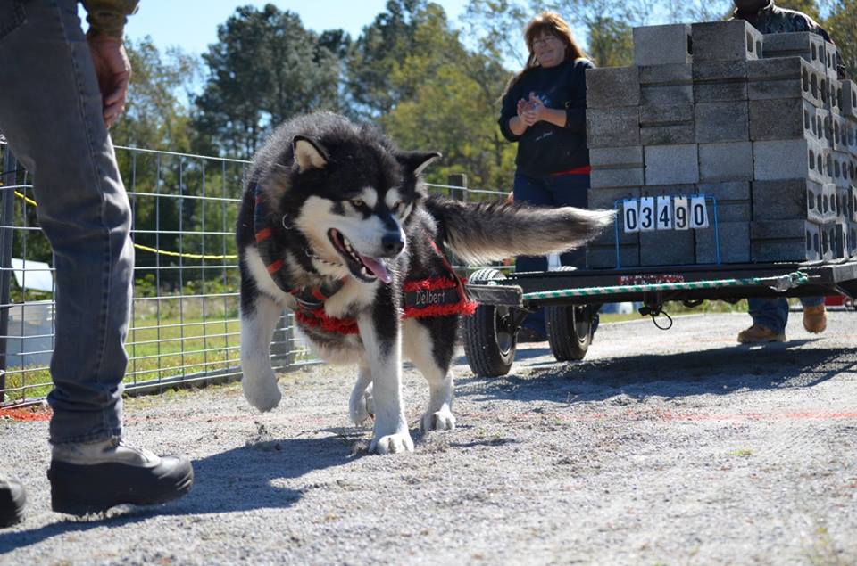 IWPA Weight Pull