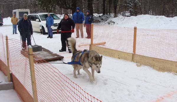 how much can sled dogs pull